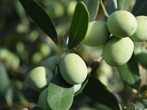 Whole Gordal Olives-345g