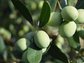 Whole Gordal Olives-345g