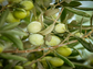 Extra Virgin Olive Oil – Sierra de Cazorla 500 ml